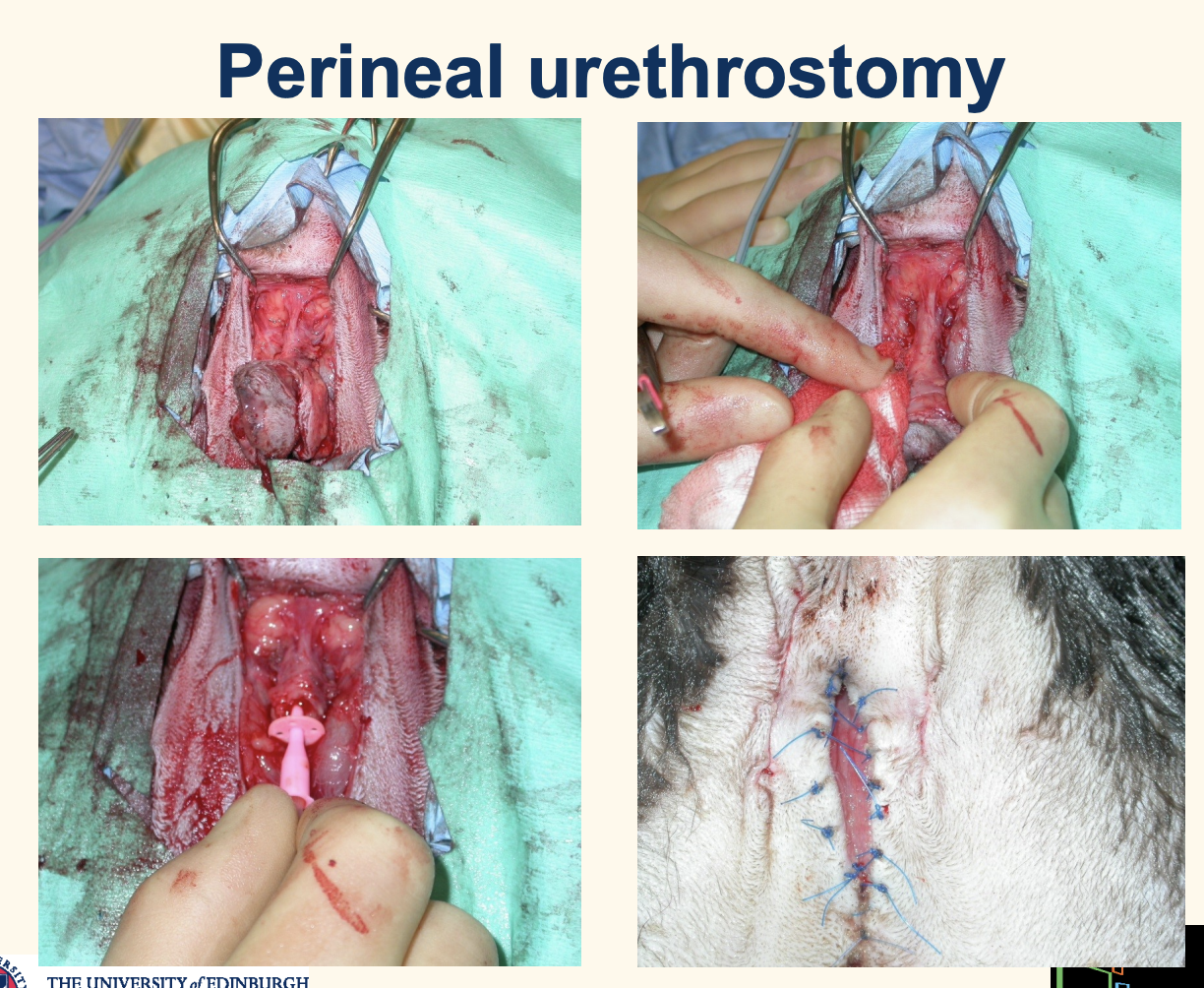 <ol><li><p>ventral recumbancy, tail reflected to dorsum</p></li><li><p>teardrop shape incision around penis</p></li><li><p>pull penus towards me, blunt dissection going forward  </p></li><li><p>spiral shape debridement</p></li><li><p>when cannot move forward<strong>—> ischial cavenosus muscle</strong>— between ischium and penis</p><ul><li><p>transect</p></li></ul></li><li><p>urethrostomy site: <strong>bulbourethral gland (when narrow urethra becomes wide)</strong></p></li><li><p>suture urothelium to skin: aim for primary closure</p></li></ol><p></p>