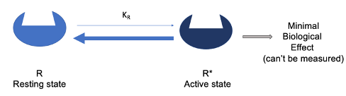 <ul><li><p>Receptors can switch between two conformations: <strong>resting (R)</strong> and <em>active (R)</em>* states.</p></li><li><p class="">The receptor is inactive in the <strong>resting state (R)</strong> and can produce a response in the <em>active state (R)</em>*.</p></li><li><p class="">The receptor's resting and active states are in a <strong>dynamic equilibrium</strong>.</p></li><li><p class="">In the <strong>absence of a ligand</strong>, the equilibrium lies heavily toward the <strong>resting state</strong> (R), meaning few receptors are active, and biological effects are negligible and can’t be measured</p></li></ul><p></p>