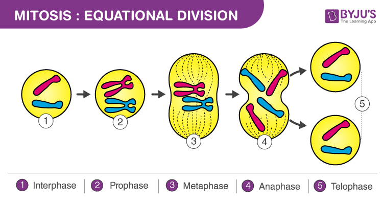<ul><li><p><span>This is where the nucleus divides, ensuring that each new cell gets an identical set of DNA.</span><span style="color: windowtext">&nbsp;</span></p><ul><li><p class="Paragraph SCXO70732326 BCX0" style="text-align: left"><span>It has <u>4 stages:</u>&nbsp;</span><span style="color: windowtext">&nbsp;</span></p></li></ul></li></ul><ol><li><p class="Paragraph SCXO70732326 BCX0" style="text-align: left"><span><strong>Prophase</strong> – DNA condenses into chromosomes, spindle fibres form.&nbsp;</span><span style="color: windowtext">&nbsp;</span></p></li></ol><ul><li><p class="Paragraph SCXO70732326 BCX0" style="text-align: left"><span>Centrosome divides; centrioles migrate to poles.&nbsp;</span><span style="color: windowtext">&nbsp;</span></p></li><li><p class="Paragraph SCXO70732326 BCX0" style="text-align: left"><span>Nuclear envelope disappears&nbsp;</span><span style="color: windowtext">&nbsp;</span></p></li></ul><ol start="2"><li><p class="Paragraph SCXO70732326 BCX0" style="text-align: left"><span><strong>Metaphase</strong> – Chromosomes line up in the middle of the cell.</span><span style="color: windowtext">&nbsp;</span></p></li><li><p class="Paragraph SCXO70732326 BCX0" style="text-align: left"><span><strong>Anaphase</strong> – Chromosomes are pulled apart to opposite sides.</span><span style="color: windowtext">&nbsp;</span></p></li><li><p class="Paragraph SCXO70732326 BCX0" style="text-align: left"><span><strong>Telophase</strong> – Two new nuclei form.</span><span style="color: windowtext">&nbsp;</span></p></li></ol><ul><li><p class="Paragraph SCXO70732326 BCX0" style="text-align: left"><span>Nuclear envelope reforms&nbsp;</span><span style="color: windowtext">&nbsp;</span></p></li><li><p class="Paragraph SCXO70732326 BCX0" style="text-align: left"><span>Chromosomes uncoil&nbsp;</span><span style="color: windowtext">&nbsp;</span></p></li></ul><ol start="5"><li><p class="Paragraph SCXO70732326 BCX0" style="text-align: left"><span><strong>Cytokinesis (Final Division of the Cell)</strong></span><span style="color: windowtext">&nbsp;</span></p></li></ol><ul><li><p class="Paragraph SCXO70732326 BCX0" style="text-align: left"><span>The cytoplasm splits, forming <strong>two identical daughter cells</strong>.</span><span style="color: windowtext">&nbsp;</span></p></li><li><p class="Paragraph SCXO70732326 BCX0" style="text-align: left"><span>In animal cells, the membrane pinches in.</span><span style="color: windowtext">&nbsp;</span></p></li><li><p class="Paragraph SCXO70732326 BCX0" style="text-align: left"><span>In plant cells, a <strong>cell plate</strong> forms between the two new cells.</span><span style="color: windowtext">&nbsp;</span></p></li></ul><p></p>
