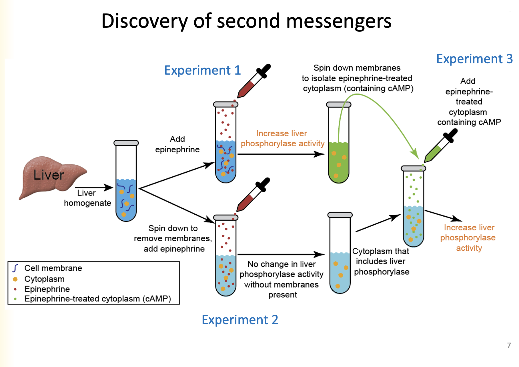 Part 1:


1. Liver homogenate is added to a cell vial
2. Epinephrine is added to cell vial, which increases liver homogenate activity
3. Membrane is spun down to isolate epinephrine-treated cytoplasm (containing cAMP)

Part 2:


1. Spin down to remove membranes, add epinephrine (no change in liver phosphorylase activity without membranes present.
2. Add epinephrine treated cytoplasm containing cAMP to cytoplasm that includes liver phosphorylase

   
   1. Increase liver phosphorylase activity