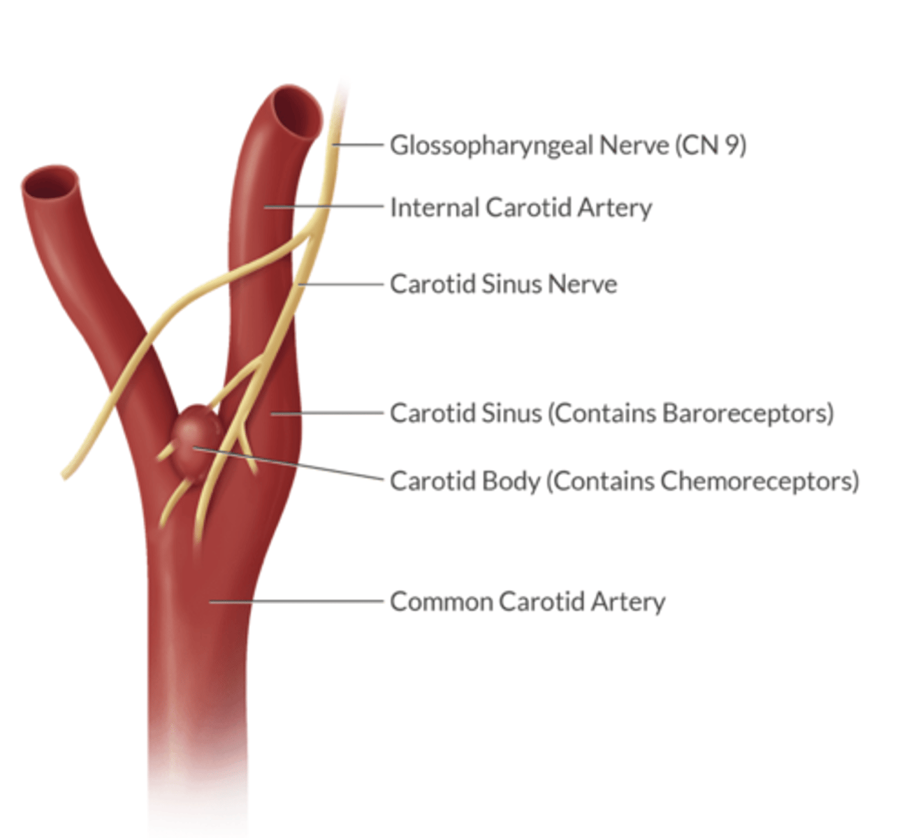 <p>carotid body = glossopharyngeal n. 9</p><p>aortic body = vagus n. 10</p>