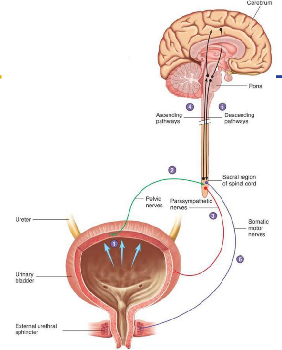 <p>1. Urine stretches the bladder walls</p><p>2. Excite parasympathetics which signals to the detrusor muscle to contract (and relax the IUS)</p><p>3. Ascending pathways let your brain know you need to urinate</p><p>4. Pudendal nerve (somatic motor) consciously control external urinary sphincter (contract to hold it in, relax to let it go)</p>