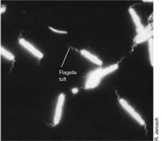 <p>The environment is black because there is no scattering. Light is caught.</p>