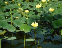 <p>Yellow Pond Lily</p>