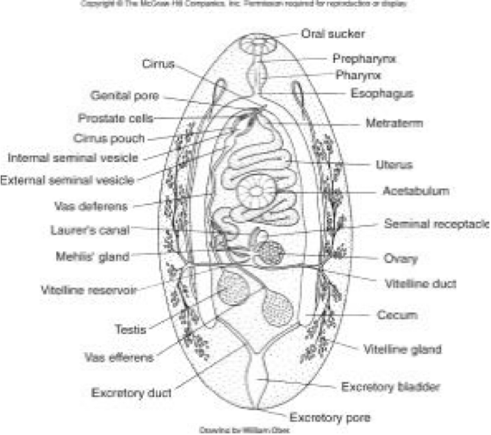 <ul><li><p>organ systems</p><ul><li><p>tegument</p><ul><li><p>surficial covering of a multicellular organism</p></li></ul></li><li><p>neuromuscular</p></li><li><p>digestive</p></li><li><p>reproductive</p></li></ul></li><li><p>indirect life cycle</p><ul><li><p>definitive host</p></li><li><p>first intermediate host</p></li><li><p>second intermediate host</p></li></ul></li></ul><p></p>