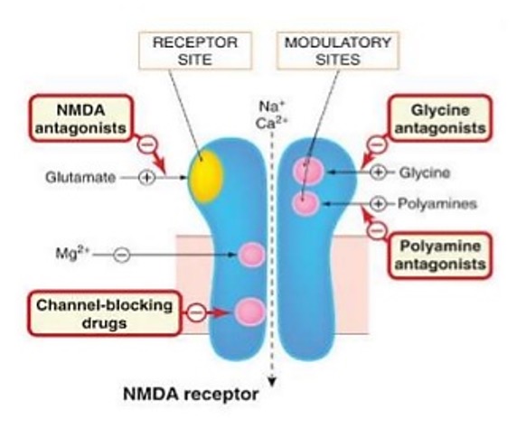 <ul><li><p>cation channel for Na+ and Ca2+</p></li><li><p>Channel opening = depolarisation</p></li><li><p>Acriviation requires binding of a glutamate (orthosteric site) and a co-agonist (modulatory site)</p></li><li><p>Has a voltage sensitive Mg2+ block which is present usually, but removed when cell depolarises</p></li></ul><p></p>
