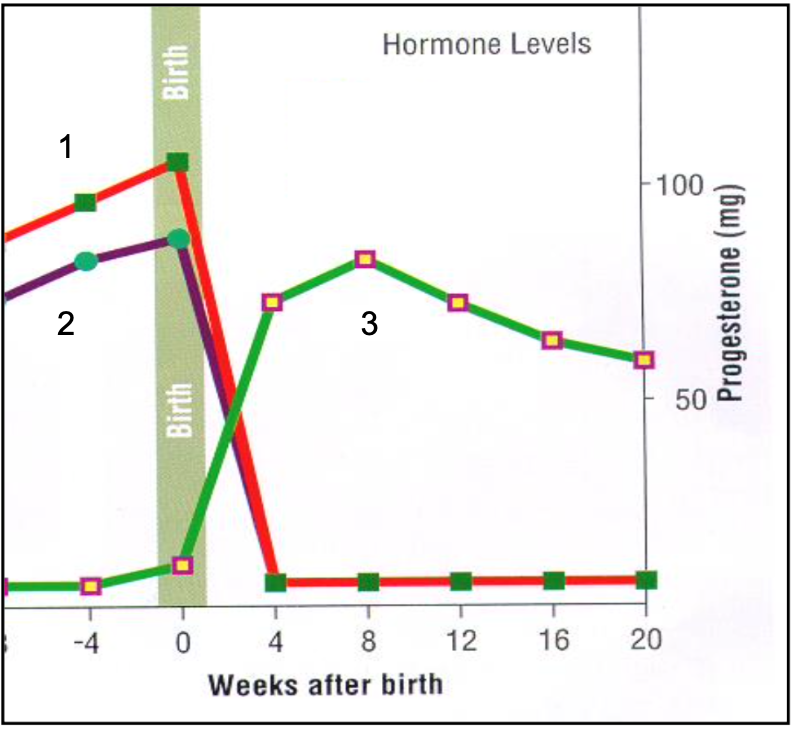 <p>Post Birth Hormones</p>