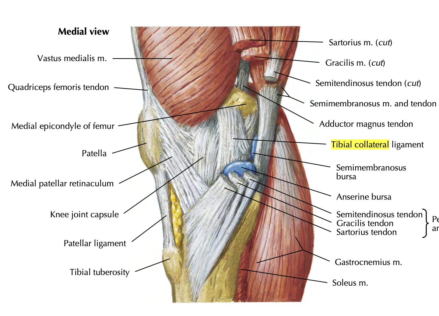 <ul><li><p>restricts valgus stress and lateral rotation of tibia</p></li><li><p>medial epicondyle of femur to medial condyle of tibia</p></li><li><p><strong>deep fibers attach to medial meniscus</strong></p></li><li><p>more injuries here bc weaker than LCL</p></li></ul><p></p>