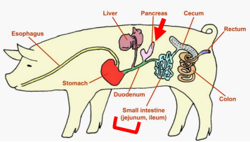 <p><strong><u>Monogastrics: Pigs, Dogs, Cats </u></strong></p><p>______</p><ul><li><p>Provides a <strong>mixture of<mark data-color="green" style="background-color: green; color: inherit;"> digestive enzymes</mark></strong> to the <strong>small intestine</strong> to help in <span style="color: purple;"><strong><em>digestion of fats, carbohydrates, and proteins. </em></strong></span></p></li></ul><p></p>
