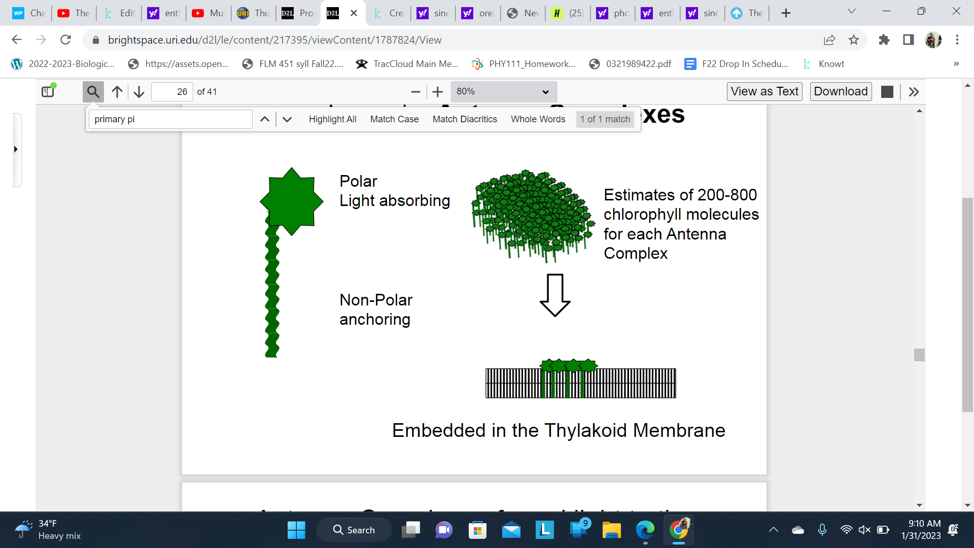 They can move laterally across the membrane