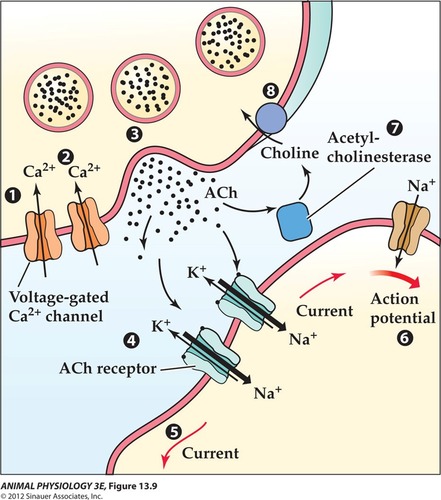 Acetylcholine (ACh) is synthesized in the presynaptic neuron and then stored in secretory vesicles within the synaptic terminus. 

Calcium is a key ion involved in the release of neurotransmitters from the presynaptic neuron.  The Ca2+ channel is normally closed, but if there is a depolarization of the membrane (caused by a presynaptic action potential), the channel opens. The opening of the Ca2+ channel allows for calcium to flow down its concentration gradient from the outside to the inside of the presynaptic terminal. This influx leads to an increase in the concentration of the Ca2+ in the presynaptic terminal, which by interacting with proteins associated with synaptic vesicles leads to the release of the neurotransmitters  into the synaptic cleft by exocytosis.