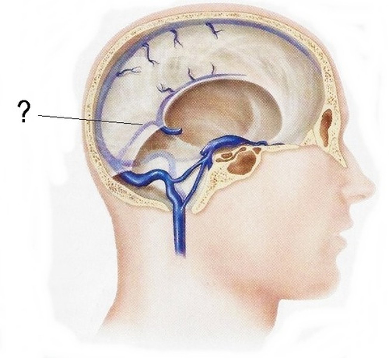 <p>Connects inferior sagittal sinus to confluence of sinuses</p><p>-unpaired</p>