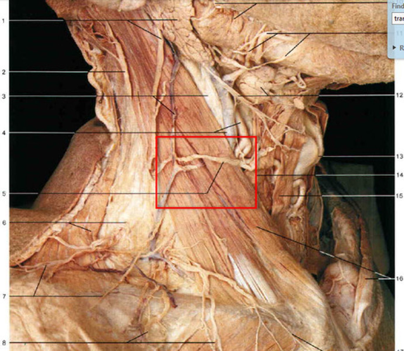 knowt flashcard image