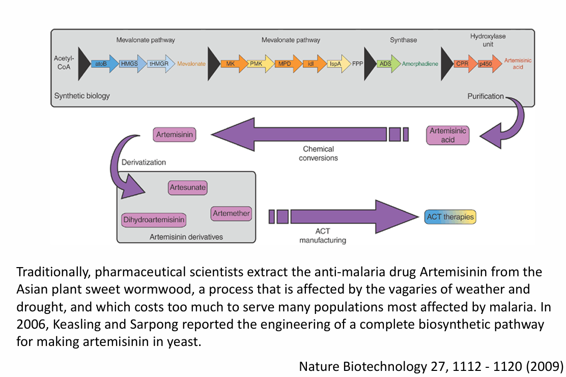 <p>Traditionally, artemisinin, an anti-malaria drug, was extracted from sweet wormwood, a costly and weather-sensitive method. Engineering yeast to produce artemisinin enabled a more reliable, scalable, and affordable production method, showcasing the power of synthetic biology to address global health issues.</p>
