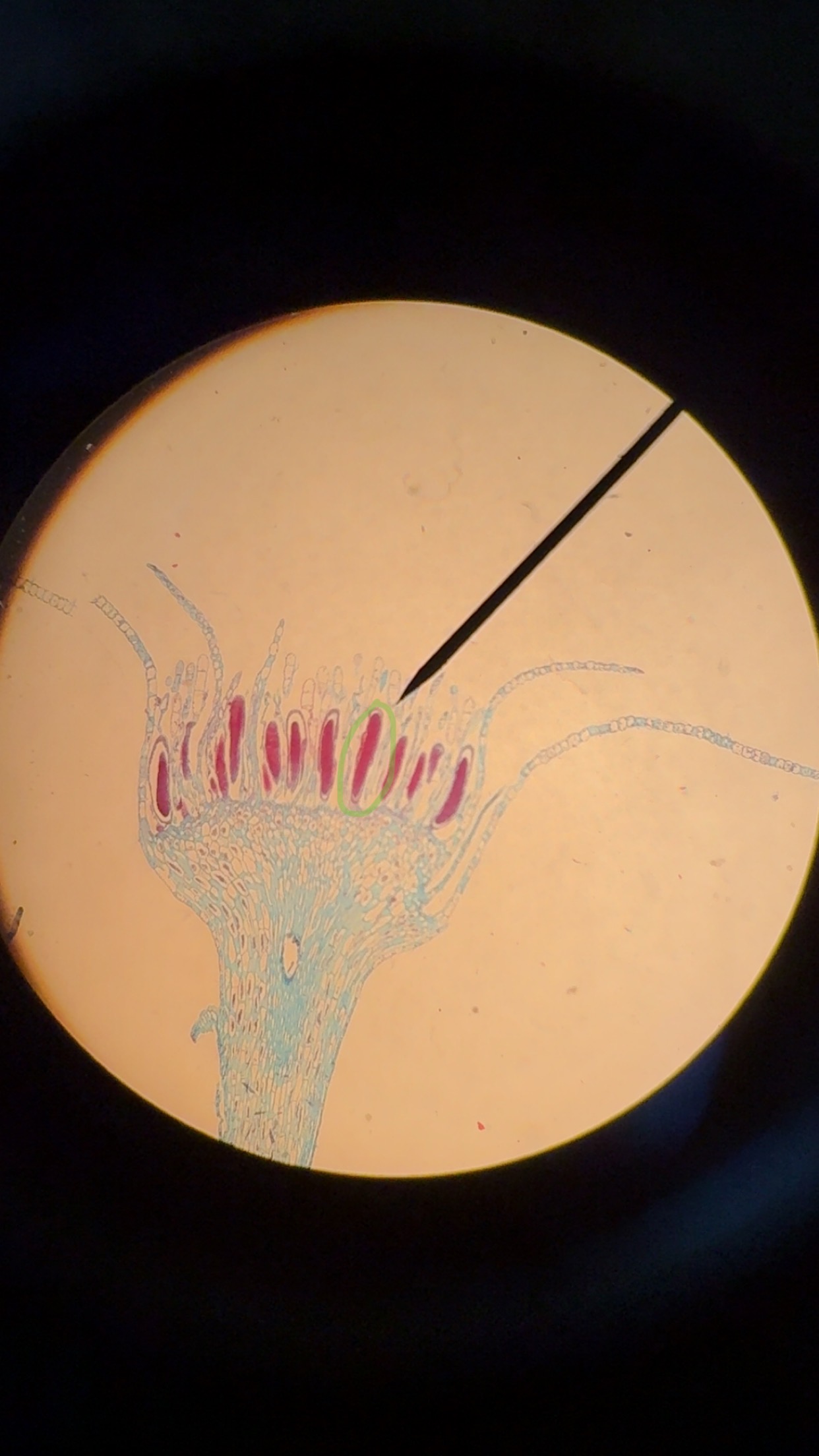 <p>What phylum </p>