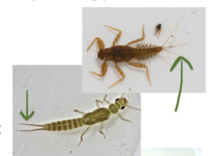 <p>What is the feature in the photo?<br> Once you think you have identified them, do they have claws, hooks or hairs?</p>