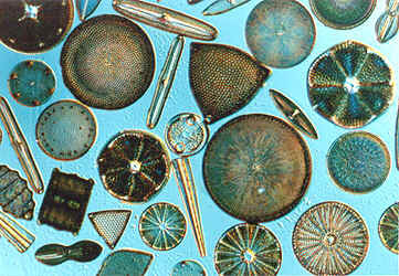 Silica shells consisting of two halves with pores 
Ex. Diatoms