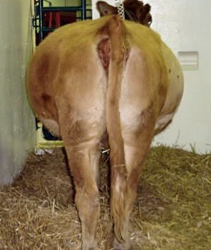 <p>usually associated with an anomalous fetus</p><p>-may be due to inability of fetus to swallow fluid or renal dysfunction</p><p>-several autosomal recessive genes associated with the condition</p><p>-seen in bison bull-domestic cow hybrids</p>