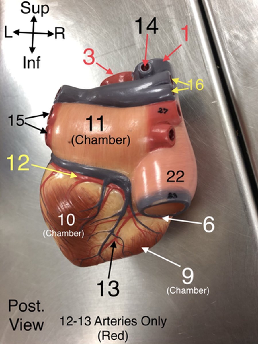 <p>13.An artery that supplies blood to the posterior portion of the heart.</p>