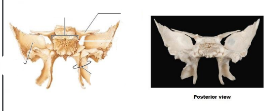 <p>The Sphenoid is composed of what process? Function? (temporal bone) </p>