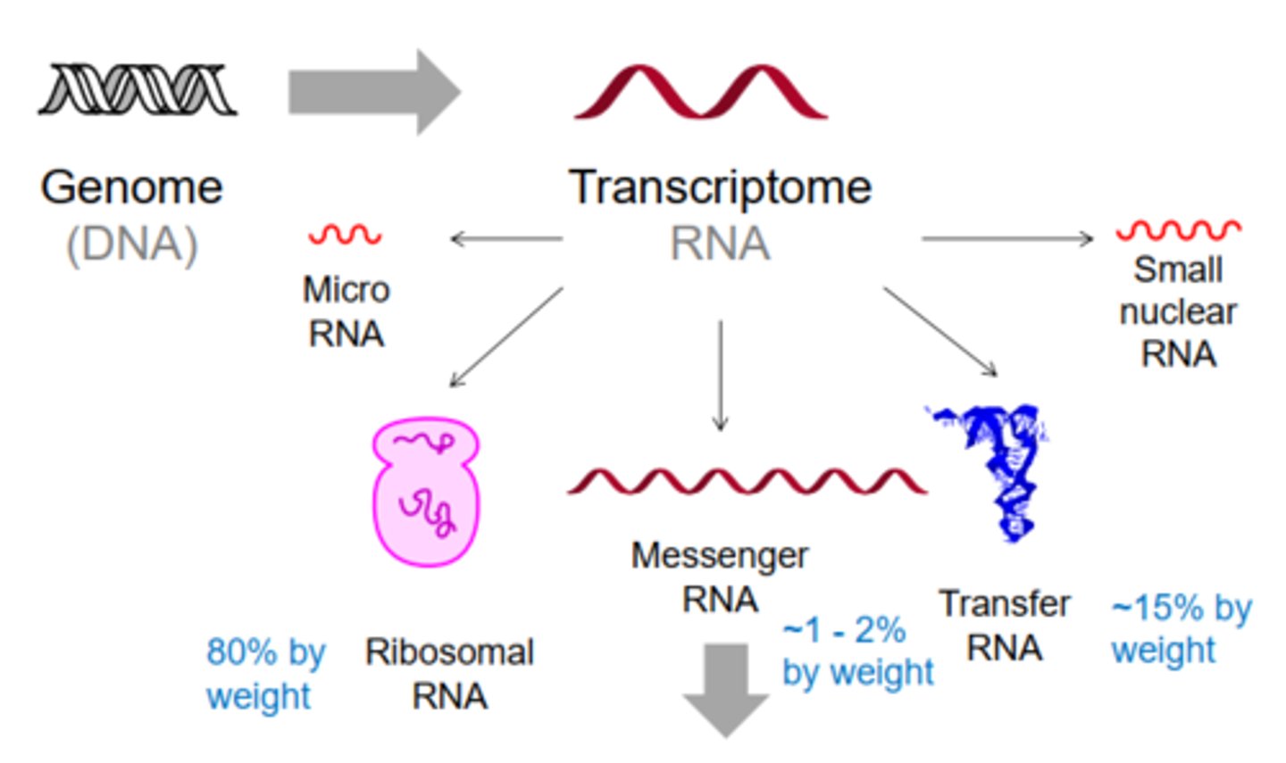 <p>The full range of RNA molecules that are produced in a cell at a given time.</p>