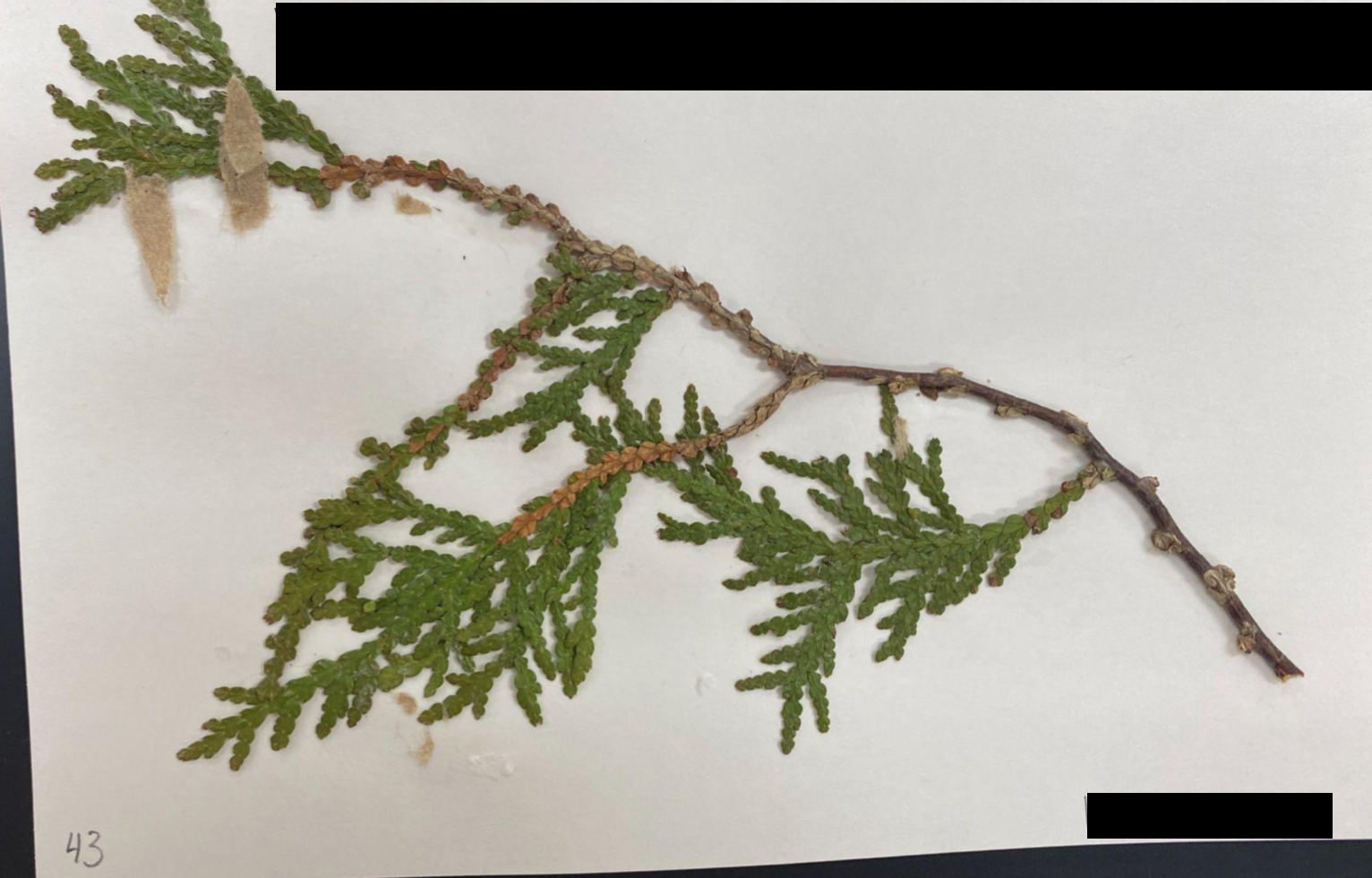 <p>Thuja occidentalis</p>