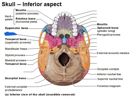 <p>vomer bone (inferior view)</p>