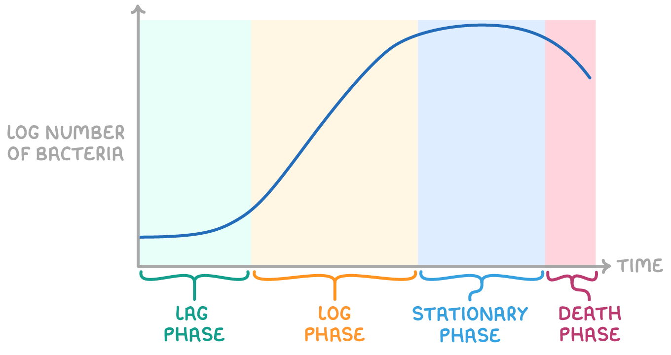 <ol><li><p>lag phase→ initial cell growth as they adapt to environment and produce essential enzymes</p></li><li><p>log phase→ rapid doubling of cell numbers occurs under ideal conditions and growth rate is at its maximum</p></li><li><p>stationary phase→ growth rate plateaus as nutrients diminish and waste accumulates- cell growth= cell death</p></li><li><p>death phase→ cell death exceeds cell growth rate due to resource limitation and build up of toxins</p></li></ol><p></p>