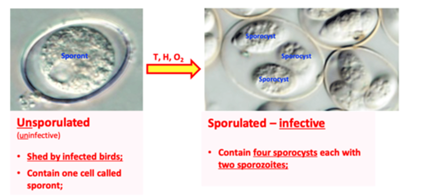 <p>Oocyst: unsporulated -&gt; sporulated</p>