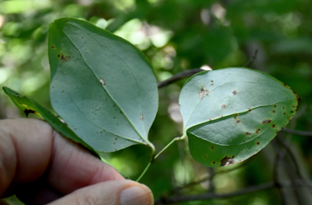 <p>What is the scientific name (genus and specific epithet) of this plant?</p>