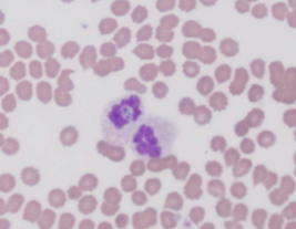 <p>what species does <span style="color: rgb(254, 254, 254);"><span>Anaplasma spp.; A. phagocytophilum/A. platys infect</span></span></p>