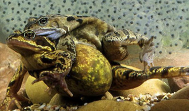<ul><li><p>occurs in most aquatic invertebrates, bony fishes, and amphibians </p><ul><li><p>Males and females synchronize release of large quantities of eggs and sperm into the surrounding water</p></li></ul></li><li><p>The sperm swim until they collide with an egg of the same species</p></li><li><p>The process is helped by synchronization of female and male gamete release, and by the enormous quantities of gametes released</p></li></ul><ul><li><p><strong>Advantages:</strong> Large number of offspring; no need for complex mating behavior.</p></li><li><p><strong>Disadvantages:</strong> Low survival rate per egg; dependent on water and environment.</p></li></ul><p></p>