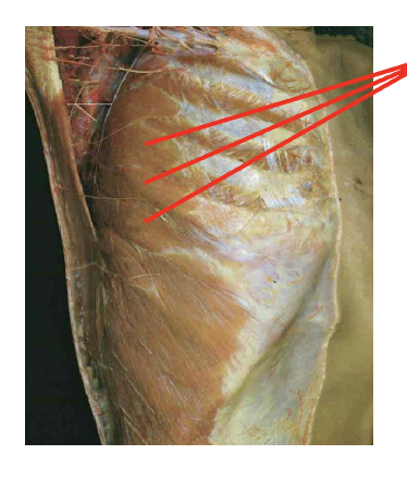 <p>What is this muscle What is its origin. Where does it inserts. </p>