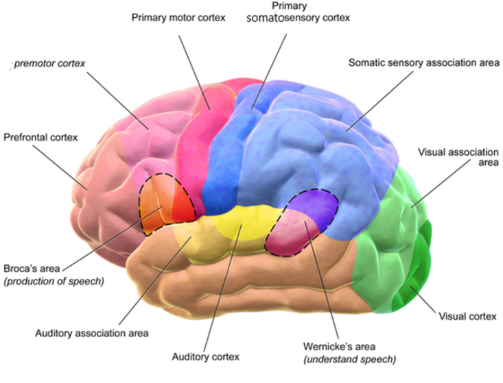 <p>Outermost brain layer of the brain with four lobes divided by fissures. Very large surface, but very thin..</p><p>Connected to all other regions of the brain.</p>