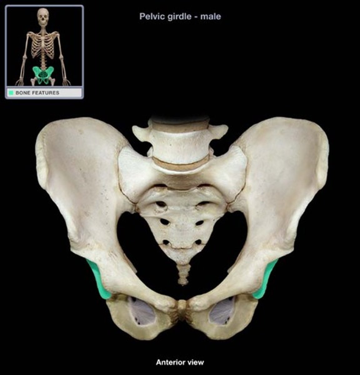<p>large socket in the pelvic bone for the head of the femur</p>
