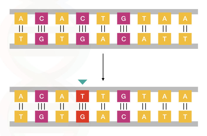 <p>Single base substitution</p>