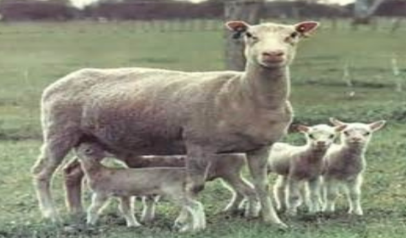 <p>originated in Finland; white head, ears and legs with no wool on heads and legs; ewes and rams are polled </p><p>Advantages - very prolific, averaging 4.5 lambs per lambing with excellent milking and mothering ability</p><p>Disadvantages - small, light-muscled carcasses, coarse, light weight fleeces</p>