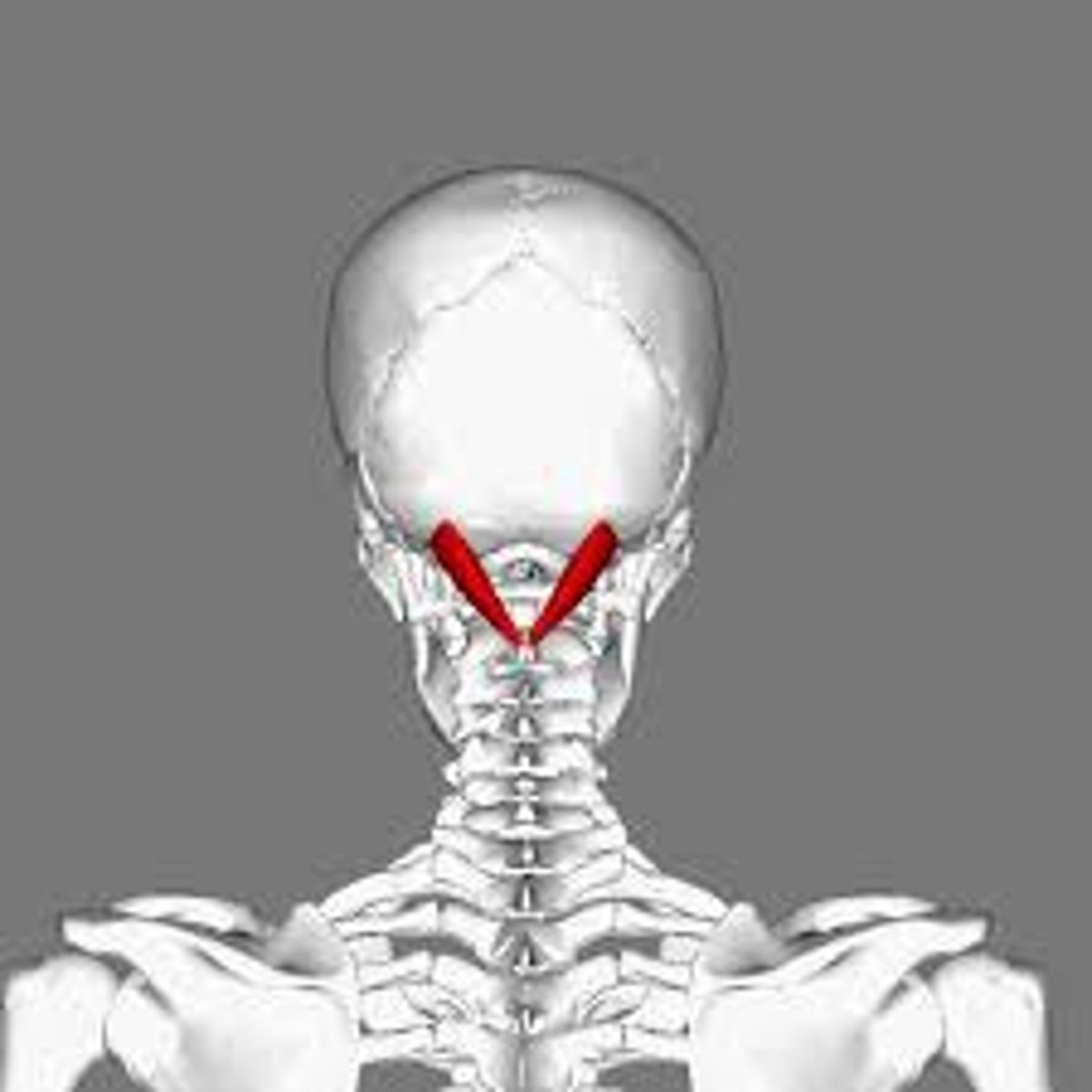 <p>axis to skull, rocks head backwards</p>