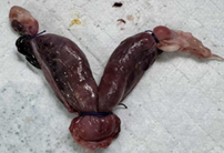 <p>Identify the specie where this organ came from and determine the organ system</p>