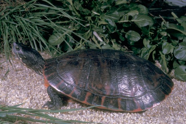 <p><span style="font-family: times new roman">Northern Red-bellied Cooter</span></p>