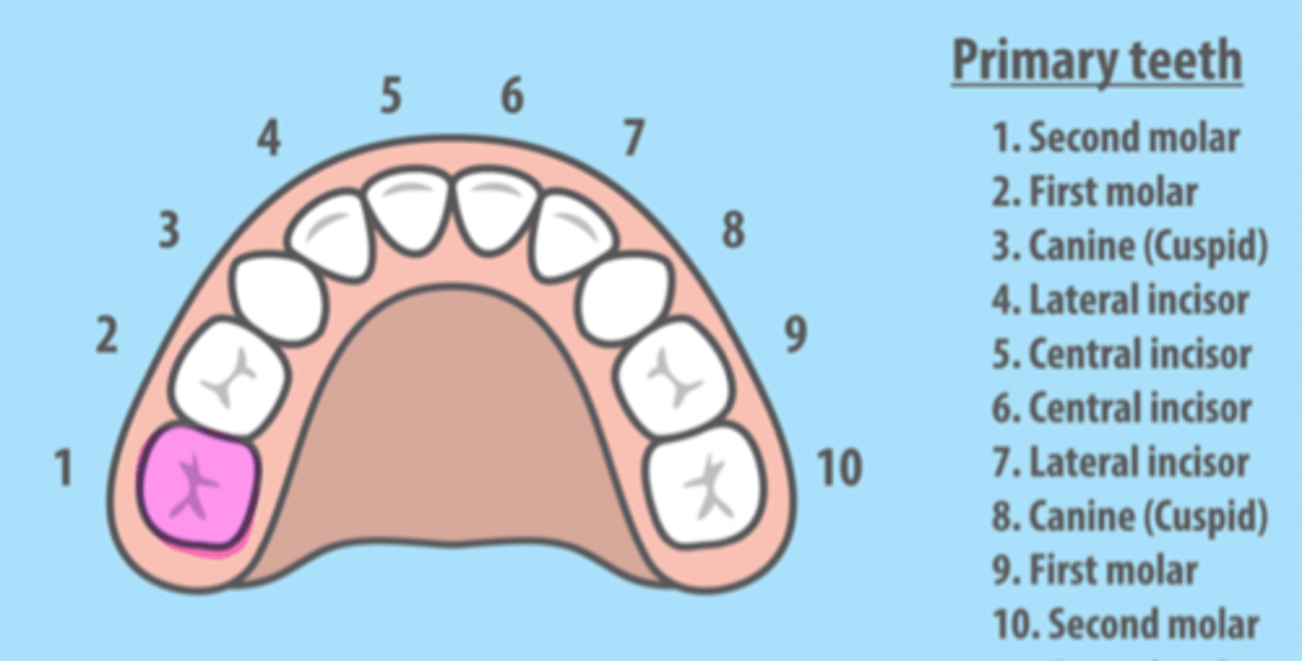 <p>Maxillary Right Primary Second Molar</p>