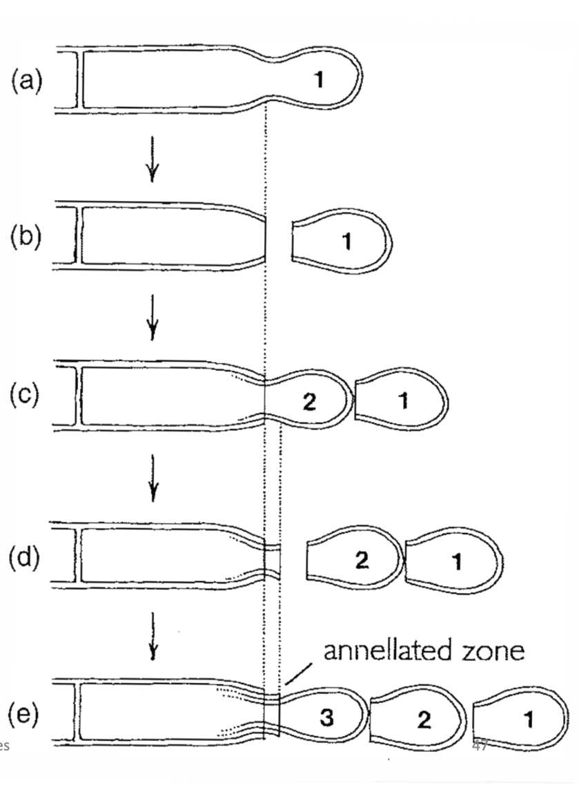 Initially holoblastic
First conidium cut off by a septum
Second conidium develops beneath first
Septum cuts off second cindiia beyond the point of the first
The development of more conidia results in further annellations
