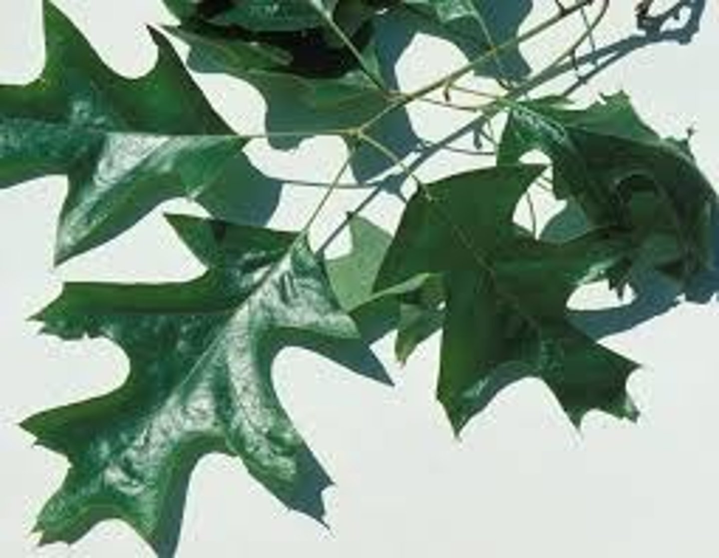 <p>Also has acorns</p>