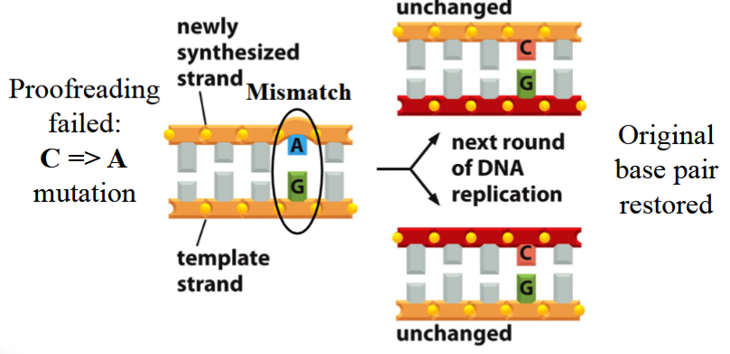 <p>proofreading fails, a mutation occurs (e.g. C→A; A+G pair instead of C+G)</p><p>repair occurs, the mutated template is fixed to match the original correct template (A back to C again, G is unchanged)</p><p>excision and repair only occurs on the newly synthesized strand</p><p>with the next round of DNA replication:</p><p>original base pair is restored (both new strands are C+G)</p>