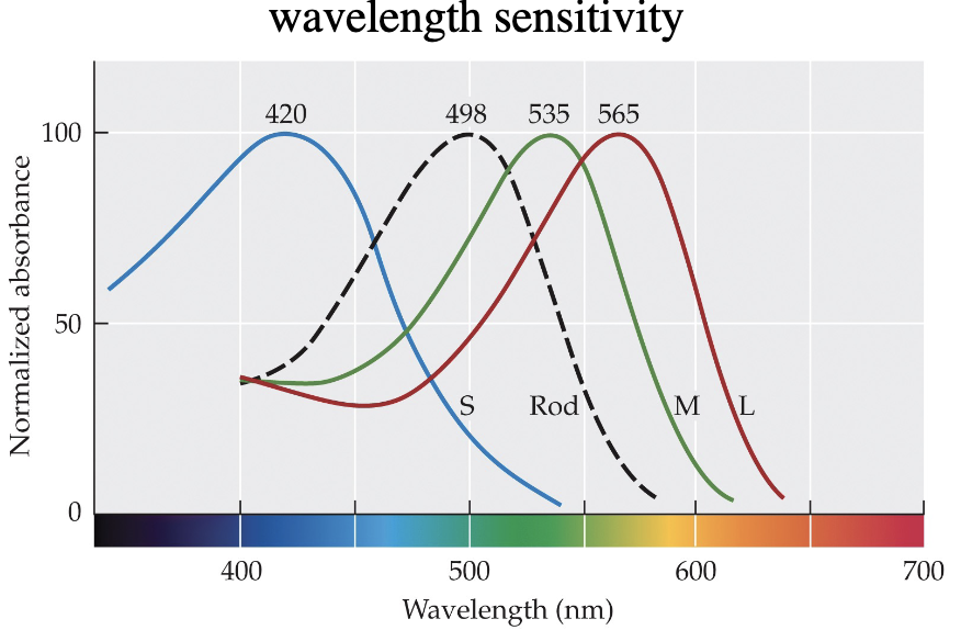 <ul><li><p>short wavelength-sensitive cones (S-cones)</p></li><li><p>medium wavelength-sensitive cones (M-cones)</p></li><li><p>long wavelength-sensitive cones (L-cones)</p></li></ul><p></p>