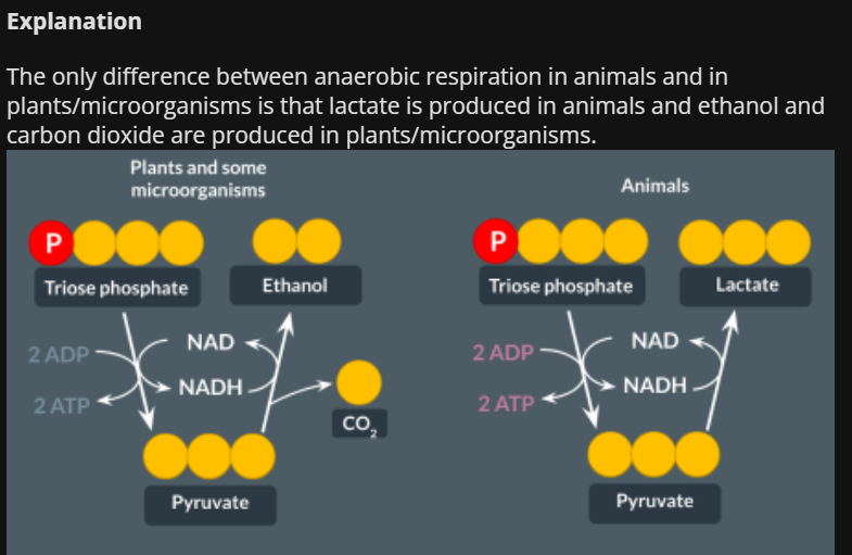 <p>Both </p><p>Plants and microorganisms</p><p>Both</p><p>Plants and microorganisma</p><p>Animals </p>