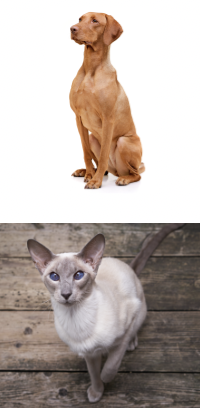 <p>Animal Description: Short Hair</p>