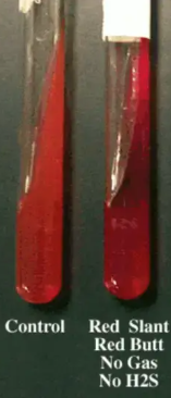 <p><strong>TSI</strong></p><p>What is being catabolized when a TSI agar is all alkaline with an  all over orange/red color?</p>