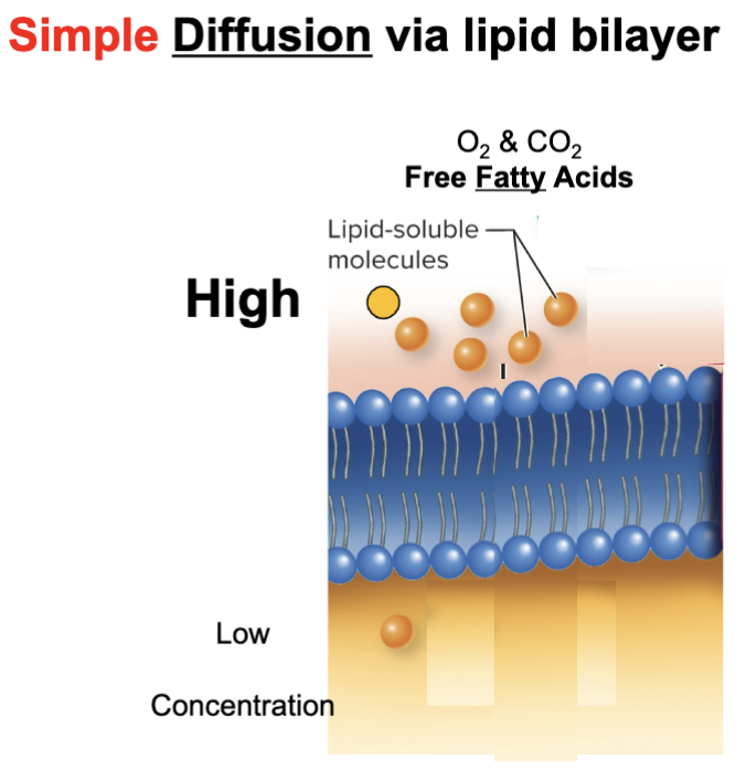 <ul><li><p>the passage of lipids (free fatty acids) through the plasma membrane</p></li><li><p>High to low concentration</p></li></ul><p></p>