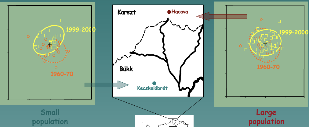 <ul><li><p>Example of a quantitative trait</p></li><li><p>In small populations, evolutionary forces (ex: environmental changes) have a bigger effect, causing more drift and variation</p></li></ul>